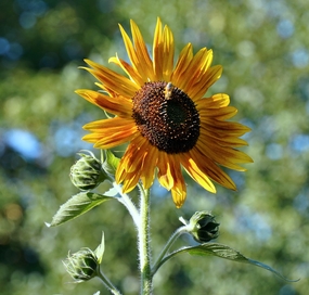 金色向日葵花枝摄影图片